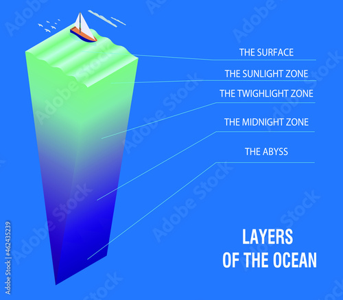 Layers of the ocean, cross section. Vector illustration. Ocean geography