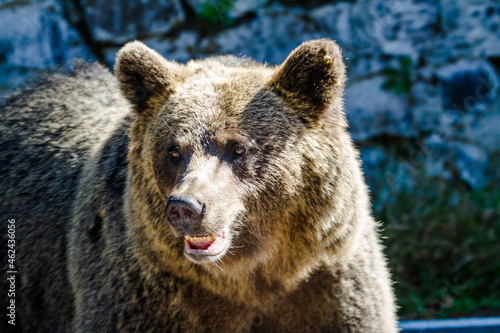 Bear on a road in Romania