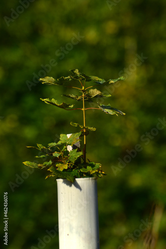 Aufforstung