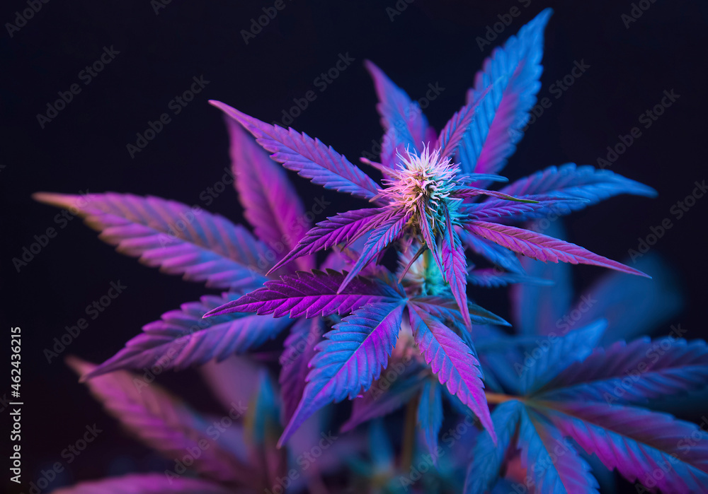 Cannabis with purple leaves isolated on a black background. Flowering marijuana with vibrant foliage and bud flower - obrazy, fototapety, plakaty 