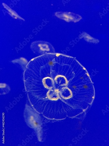 moon jellyfish or moon jelly or Aurelia aurita with a blue blackground underwater  copy space duotone stock, photo, photograph, picture, image © cheekylorns