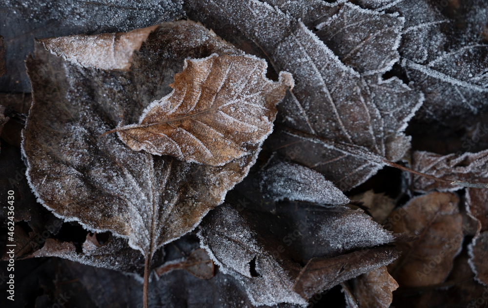 autumn leaves on the ground with a covering of frost