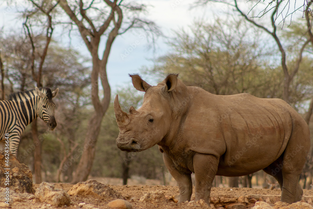 Fototapeta premium Portrait of a male bull white Rhino grazing in Etosha National park, Namibia. Wild african animals.