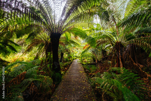 Hopetoun Falls Cape Otway in Victoria Australia