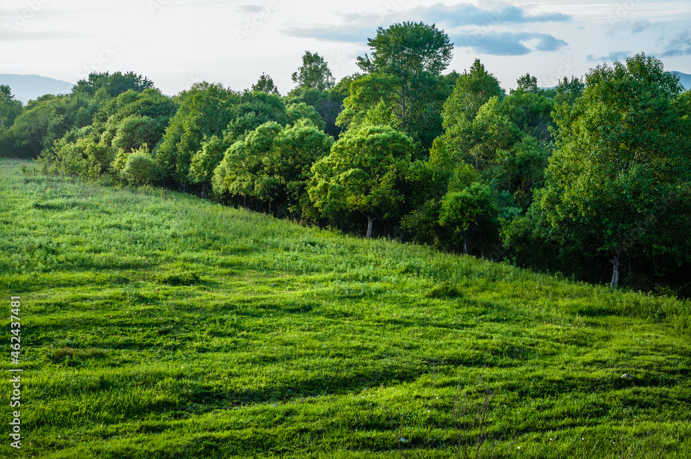 Rural landscape. short-haired grass field, forest in the background