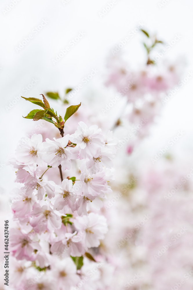 Obraz premium cherry blossom