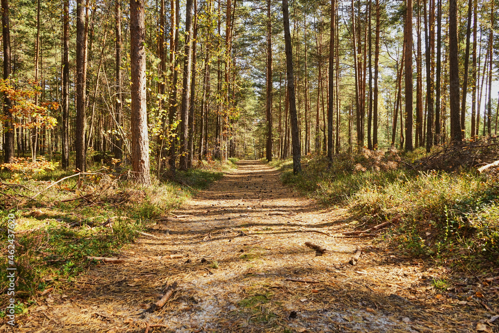 forest road, forest path, road, path, forest, trees, autumn forest road, forest path, road, path, forest, trees, autumn