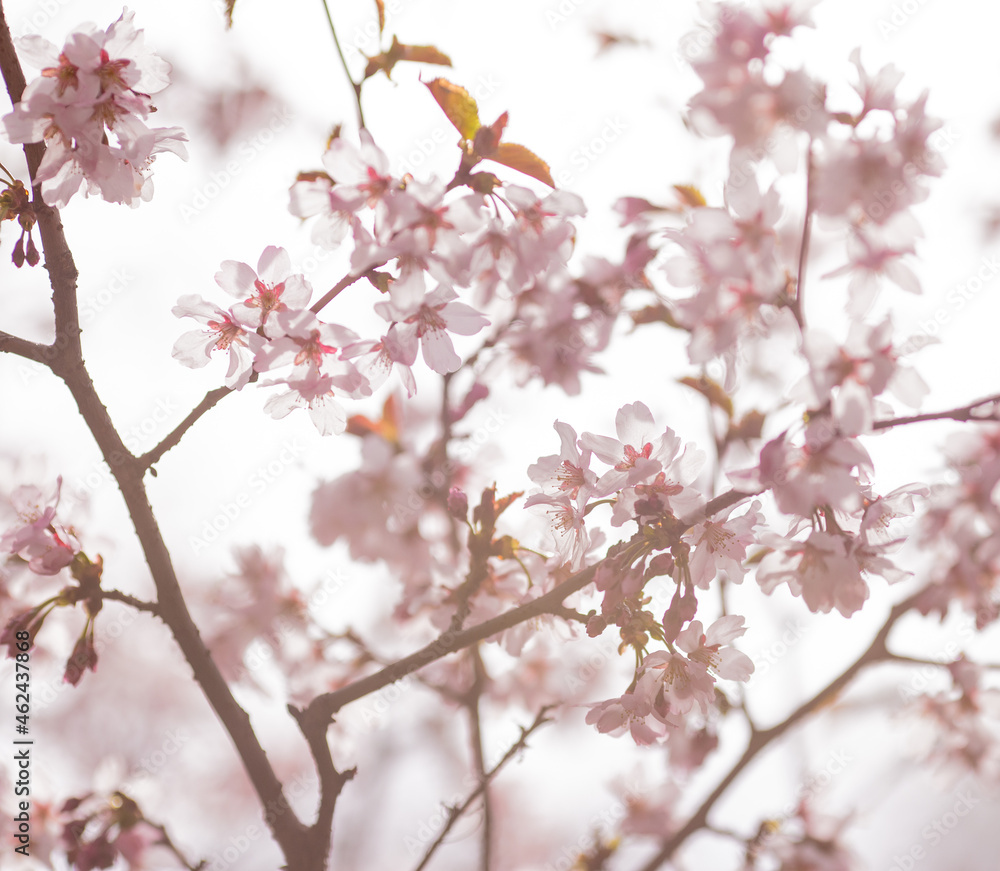 Obraz premium cherry blossom