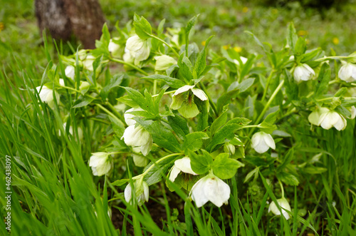 Helleborus in organic garden, known as Winter rose, Christmas rose and Lenten rose. Family name Ranunculaceae, Scientific name Hellebores © supersomik