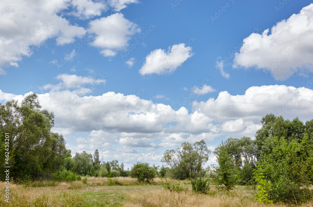 Bright summer forest against the sky and meadows. Beautiful landscape of green trees and blue sky background
