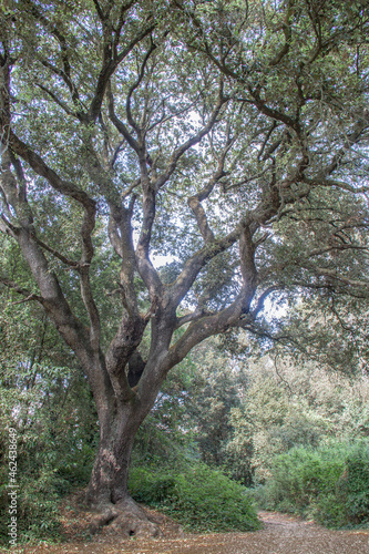   rbol troncos con hojas verde marr  n tronco naturaleza