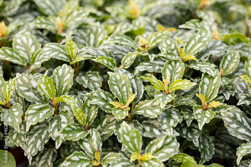 Pilea cadierei, the aluminium plant or watermelon pilea. This plant is native to China and Vietnam but it has become a popular houseplant worldwide. photo