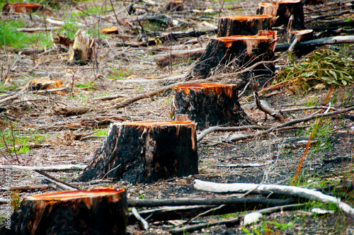 Tree Stumps Deforestation in the Forest photo