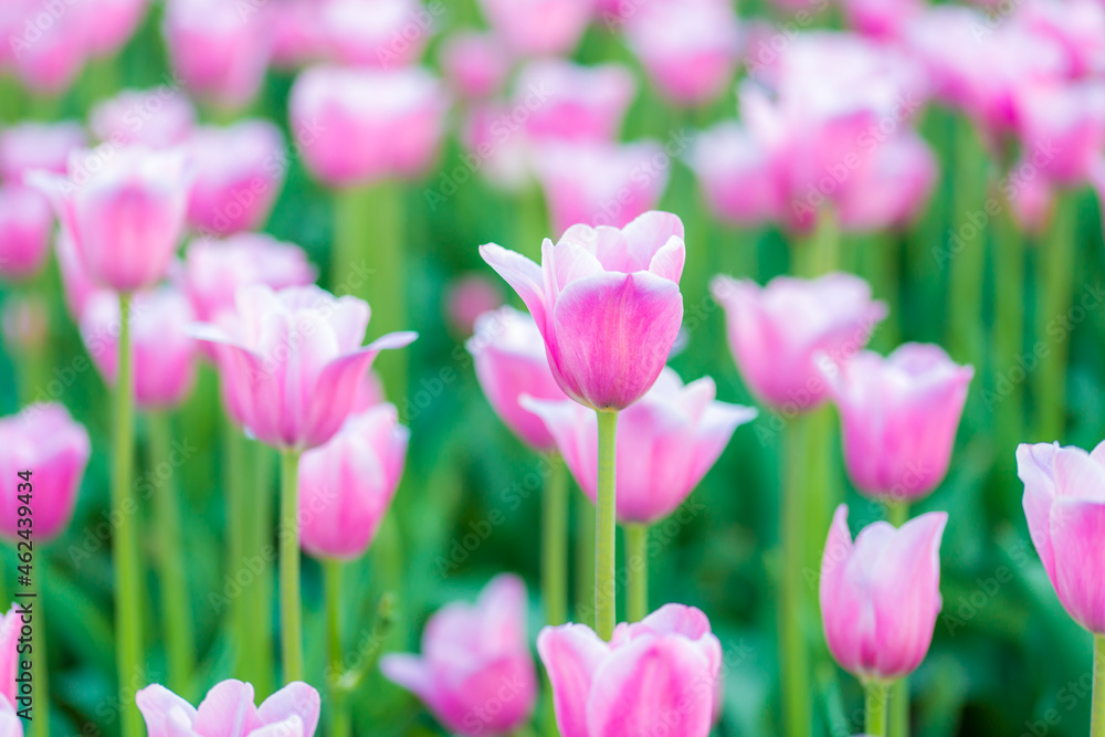 tulips in the garden