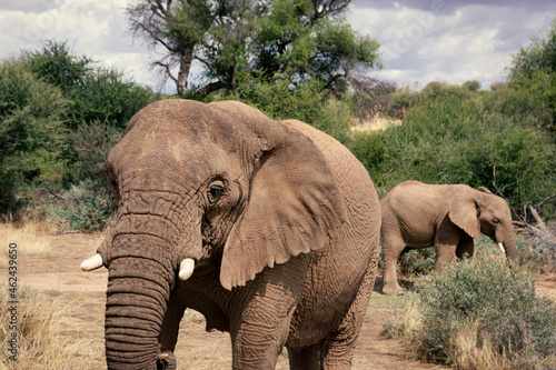 African elephants, walking through the lush grasslands of Etosha National Park, Namibia.