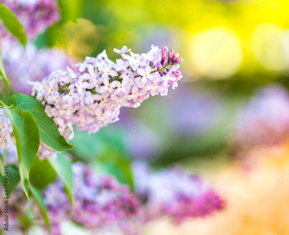 lilac flowers in the garden background lilac flowers in the garden background
