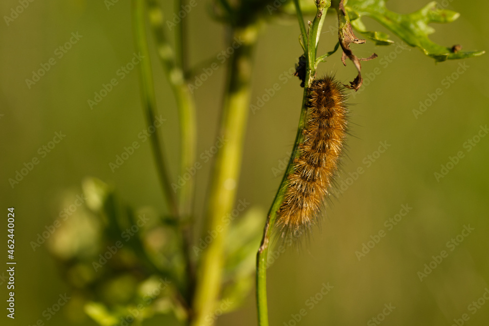 Zimtbär (Phragmatobia fuliginosa) Zimtbär (Phragmatobia fuliginosa)