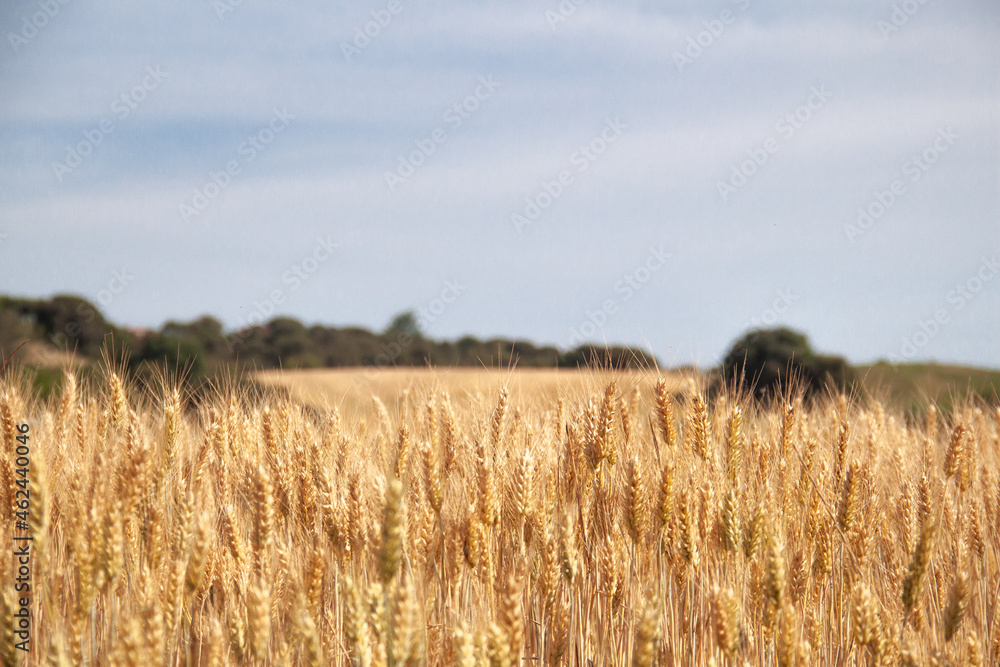 Campo de trigo en verano colores cielo naturaleza arboles 