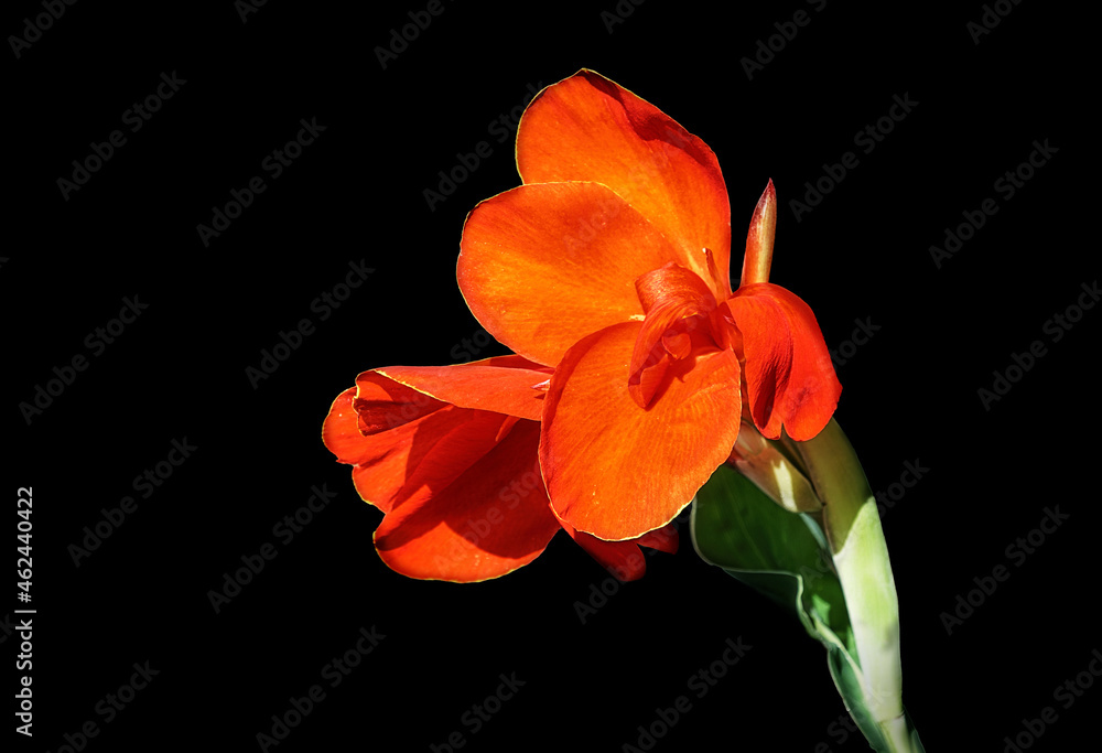 Red canna flower blooming, dark background Red canna flower blooming, dark background