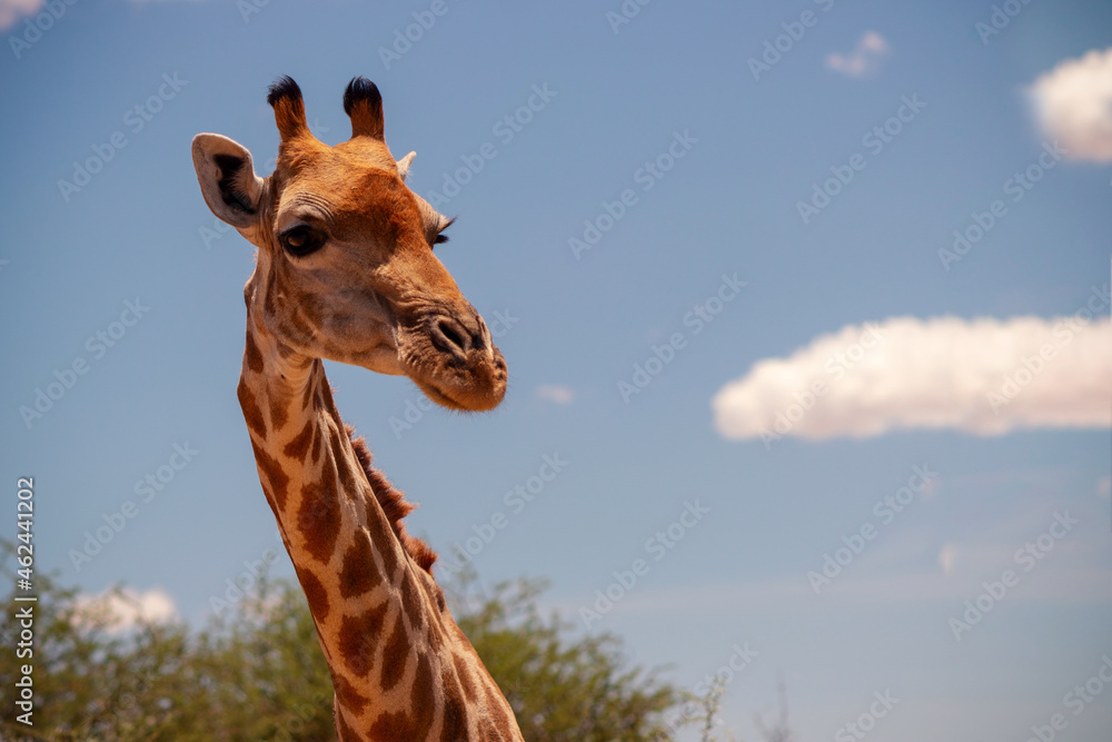 Naklejka premium Wild african life. A large common South African giraffe on the summer blue sky.