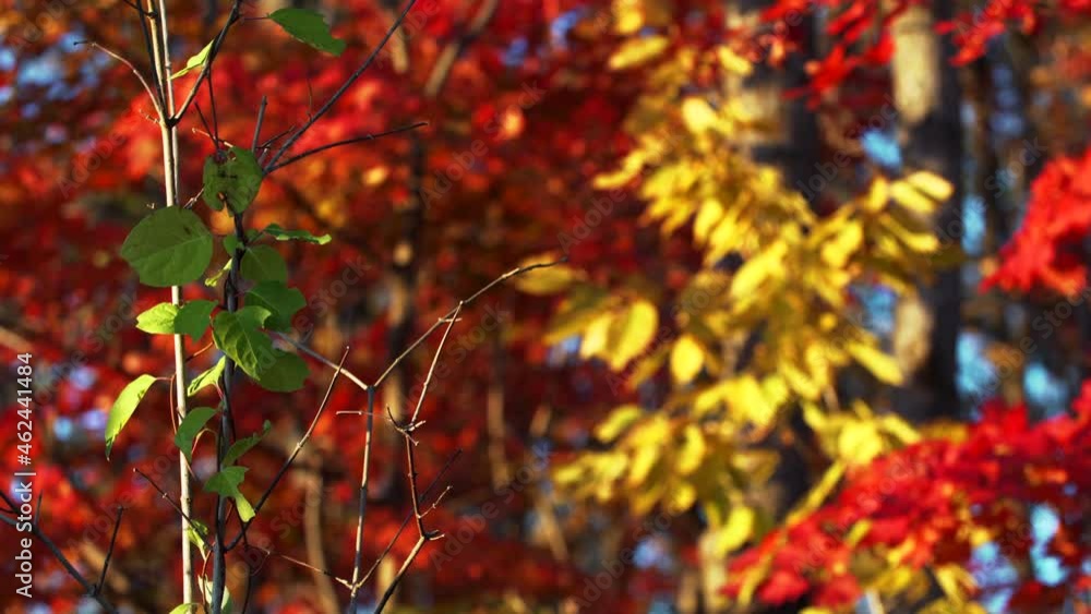 A few green leaves on a branch and amazing autumn colors blurred on the background: yellow, orange, bright red. Fall in the forest, beautiful bright nature A few green leaves on a branch and amazing autumn colors blurred on the background: yellow, orange, bright red. Fall in the forest, beautiful bright nature