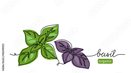 Basil leaves simple vector sketch drawing. One continuous line art illustration for background or pesto label design with lettering basil