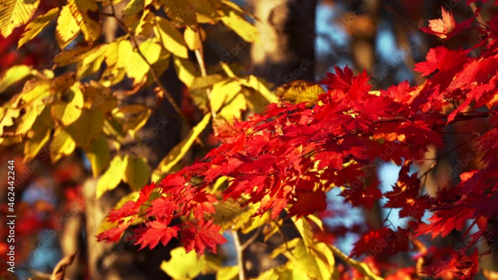Bright red leaves and yellow leaves on the background are rustling on the tree branches at nice sunny autumn day. Fall in the park, beautiful bright autumnal colors and light wind waves the leaves Bright red leaves and yellow leaves on the background are rustling on the tree branches at nice sunny autumn day. Fall in the park, beautiful bright autumnal colors and light wind waves the leaves