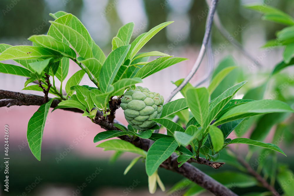 Fresh custard apple on tree in the garden with blurred background, Ancona sweetsop Fresh custard apple on tree in the garden with blurred background, Ancona sweetsop