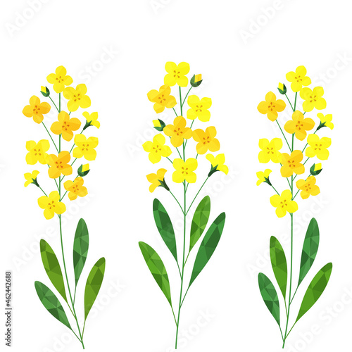 Canola flower illustration set (white background, vector, cut out)