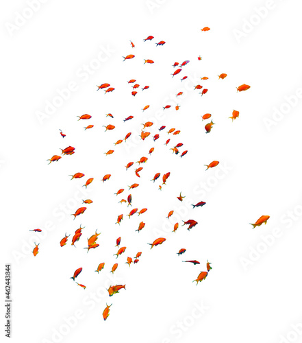 School of Anthias Fish (swallowtail seaperch) near isolated on white background, Red Sea, Egypt. Beautiful Flock of tropical red fish, underwater diversity, cut out. photo