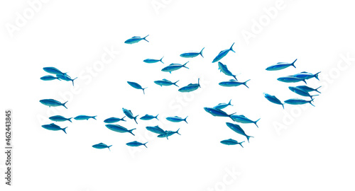 Shool of blue tropical striped fish in the ocean isolated on white background. Caesio Striata (Striated Fusilier) swimming  deep underwater in Red Sea. Flock of tropical blue fish, cut out.