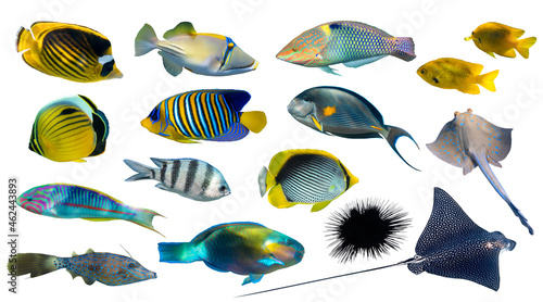 Different types of tropical fish (Butterflyfish, Parrotfish, Stingray, Picassofish, Surgeonfish) isolated on white background. Set of exotic coral fish, side view, cut out. Underwater diversity. photo