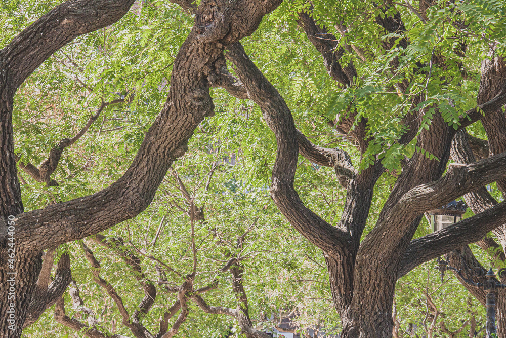 Árbol troncos con hojas verde marrón tronco naturaleza Árbol troncos con hojas verde marrón tronco naturaleza