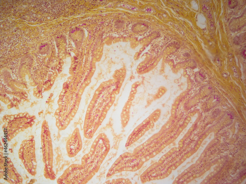 Histology microscope image of paneth cells found in the stomach (100x) photo