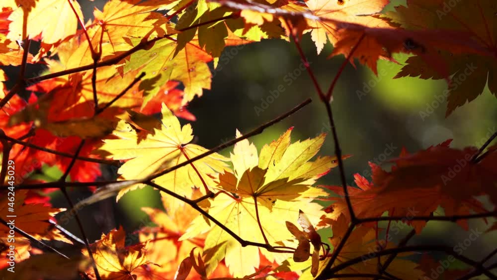 Beautiful red, yellow and orange maple leaves on a tree branch lightened with bright autumn sun. Nice sunny day, fall in the park, natural light. Beautiful red, yellow and orange maple leaves on a tree branch lightened with bright autumn sun. Nice sunny day, fall in the park, natural light.