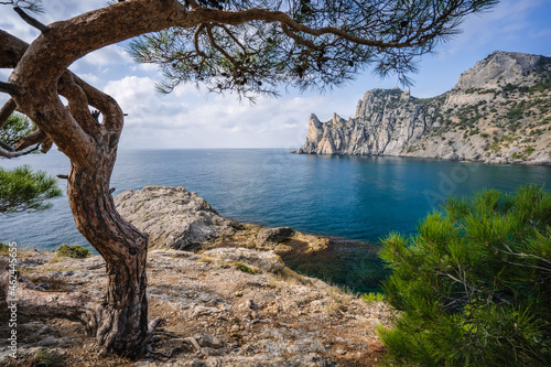 Relict pine on a rocky seashore. Cape Kapchik, Noviy Svet, Crimea photo