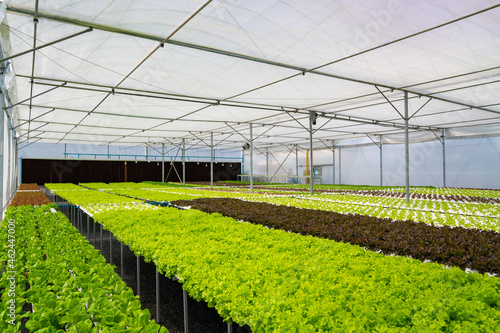 Organic vegetables hydroponic farm. Hydroponics salad garden growing on solution water system in greenhouse plantation with quality control. Food production business industry concept.