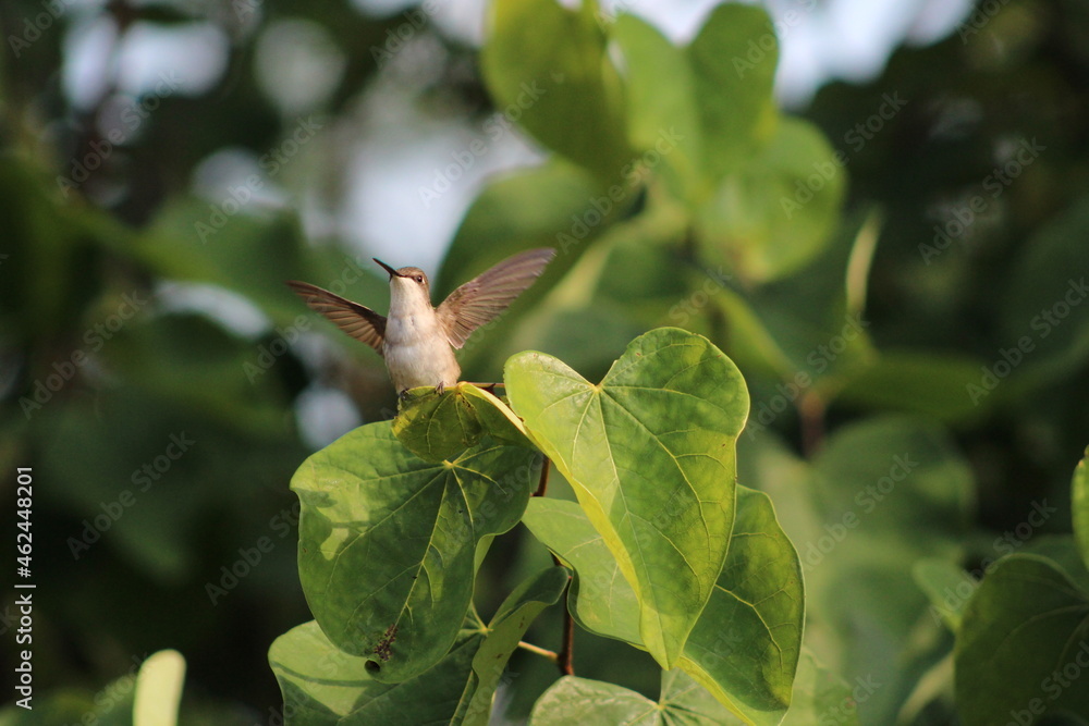Fototapeta premium hummingbird with outstretched wings perched on a heart shaped leaf