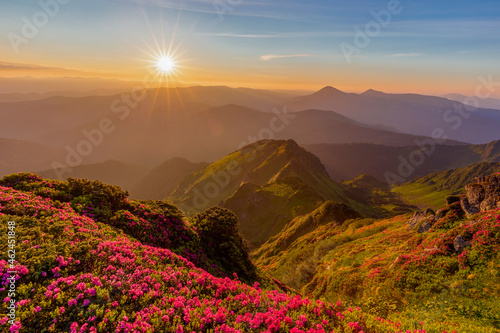 Magical summer dawn in the Carpathian mountains with blooming red rhododendron (Rhododendron myrtifolium) flowers. Region Maramures Mountains, Mount Pip Ivan, Ukraine. Vibrant photo wallpaper. photo