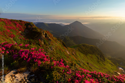 Magical summer dawn in the Carpathian mountains with blooming red rhododendron (Rhododendron myrtifolium) flowers. Region
 Maramures Mountains, Mount Pip Ivan, Ukraine. Vibrant photo wallpaper. photo