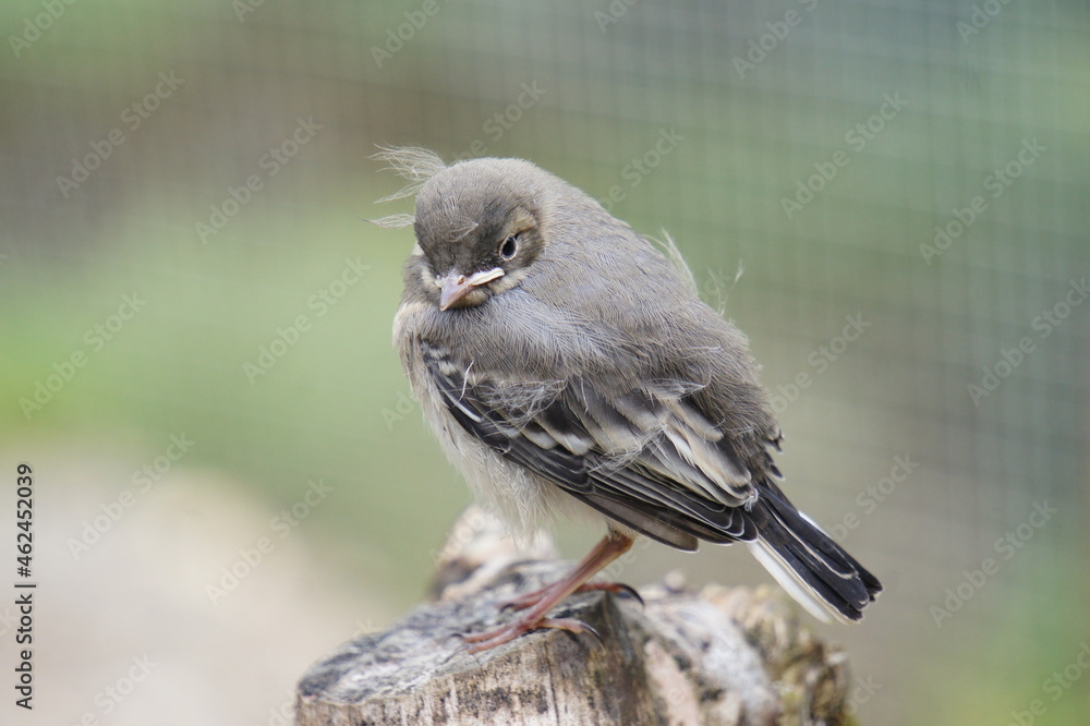 Obraz premium Vogel guckt