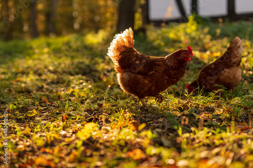 Happy free range hen walking across a sunlit meadow in the morning looking for something to eat. Warm golden sunlight. Low angle view, side view.