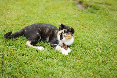 Katze mit Zapfen