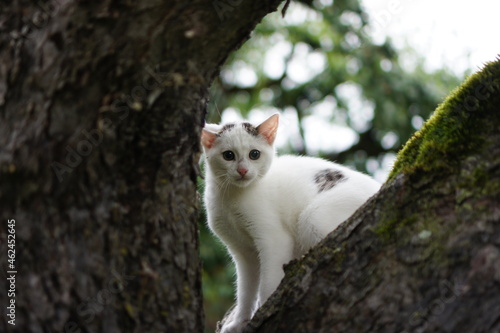 Katzenbaby 
