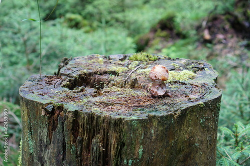 Pilz auf Stamm