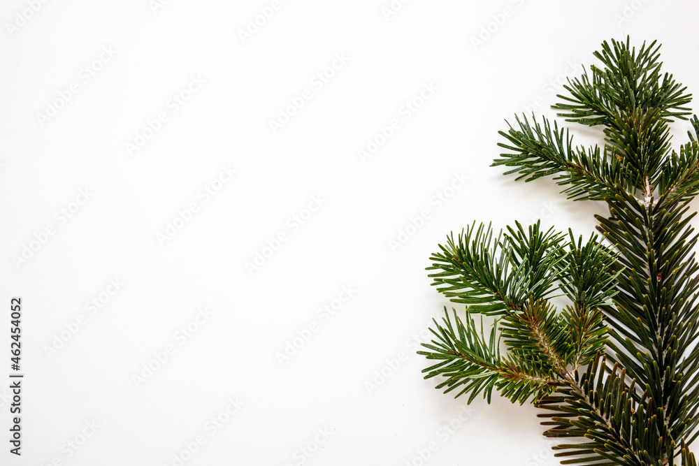 Christmas greeting card template, New Year wishes, Fresh fir twig on white color background.