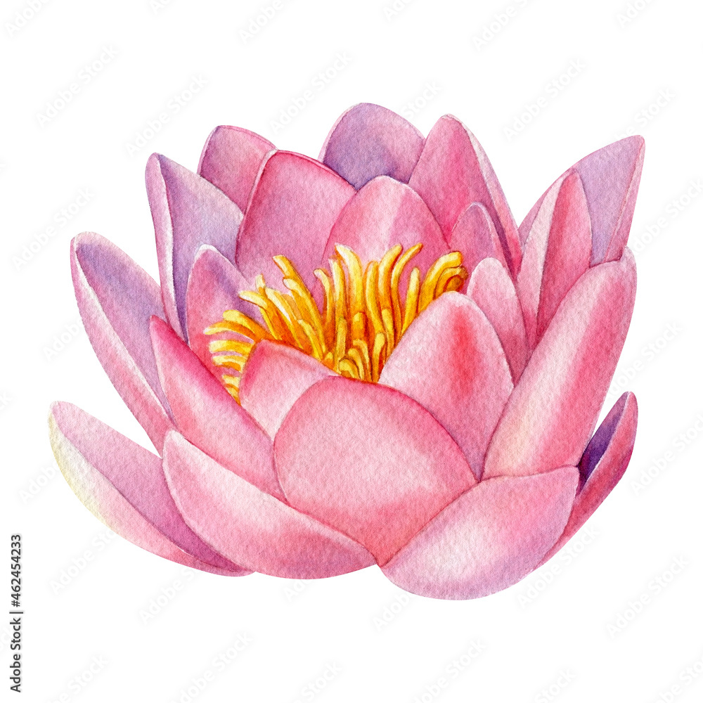 Watercolor flowers, pink lotus isolated on white background. Botanical illustration Watercolor flowers, pink lotus isolated on white background. Botanical illustration