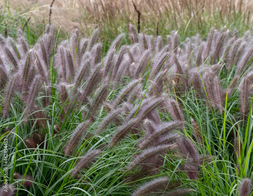 Ornamental grass by the name Pennisetum Alopecuroides or Chinese Fountain Grass, photographed at a garden in Wisley near Woking in Surrey UK. photo