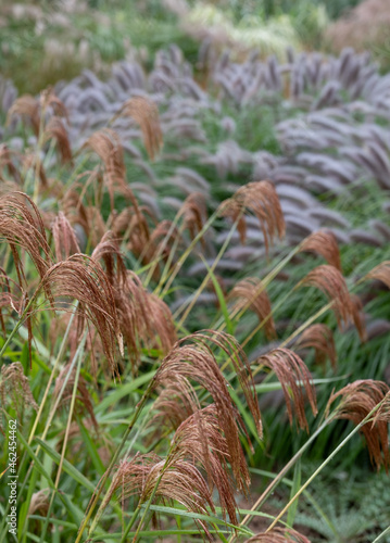 Deciduous ornamental grass, by the name Miscanthus nepalensis or Himalayan Fairy Grass, photographed at a garden in Wisley, Surrey UK. photo