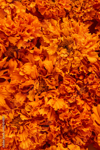 floral banner. flowers of saffron close-up, macro photography. autumn flowers of orange color, top view on a carpet of flowers
